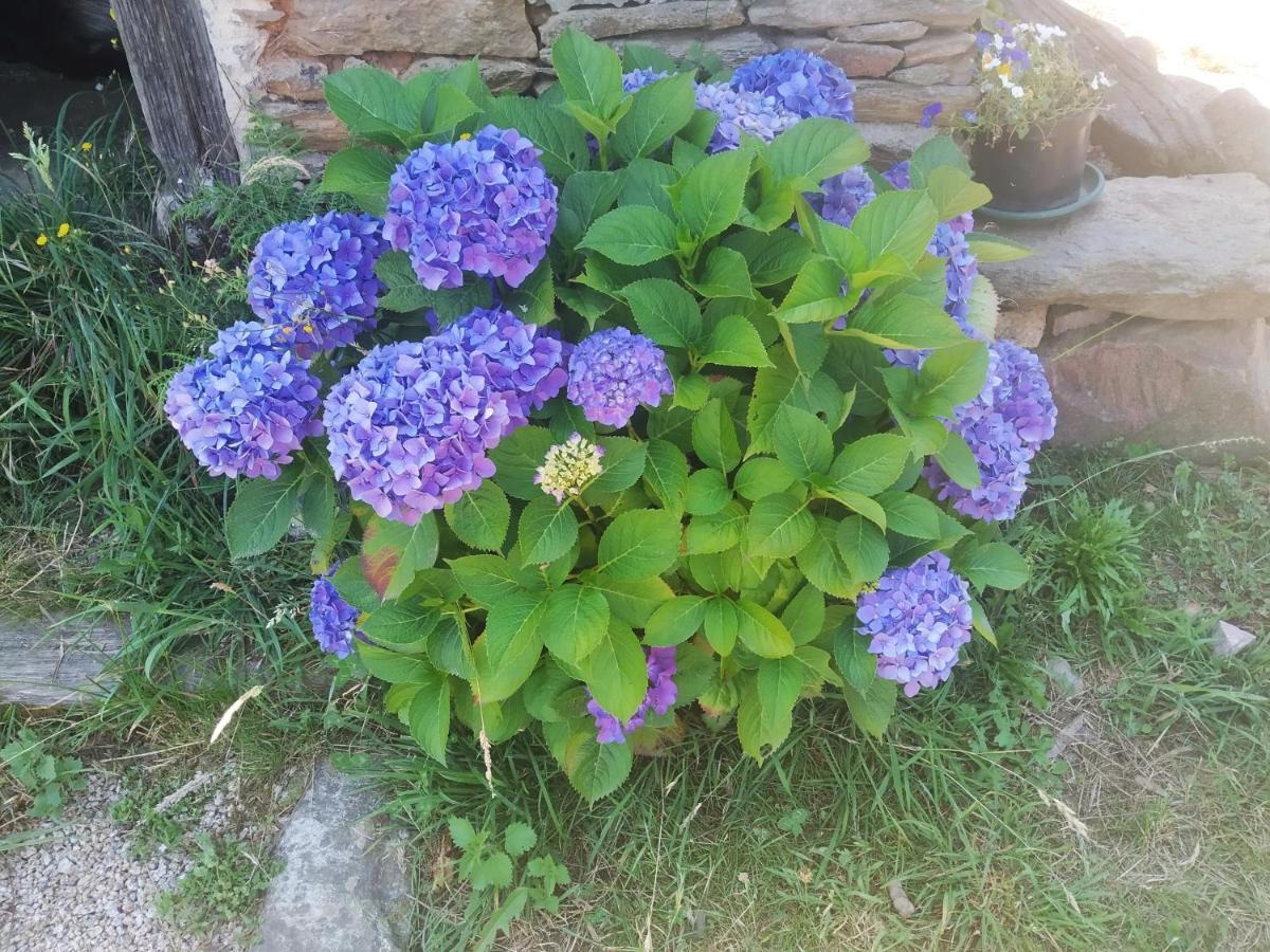 Apartamento Felicitas En La Casa De Cobos, Ribeira Sacra Puebla Del Brollon Bagian luar foto